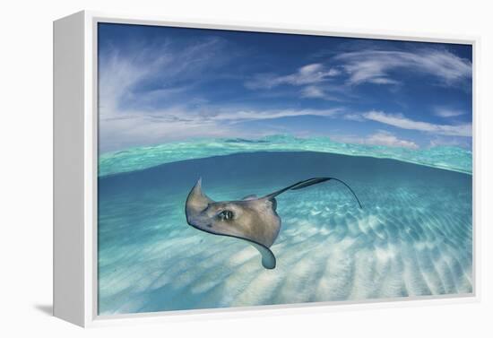 A Split Level Image of Southern Stingray (Dasyatis Americana) Swimming over a Sand Bar-Alex Mustard-Framed Premier Image Canvas