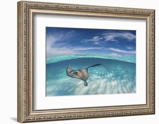 A Split Level Image of Southern Stingray (Dasyatis Americana) Swimming over a Sand Bar-Alex Mustard-Framed Photographic Print