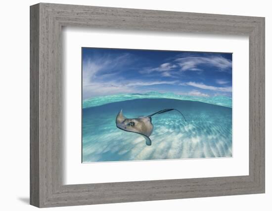 A Split Level Image of Southern Stingray (Dasyatis Americana) Swimming over a Sand Bar-Alex Mustard-Framed Photographic Print