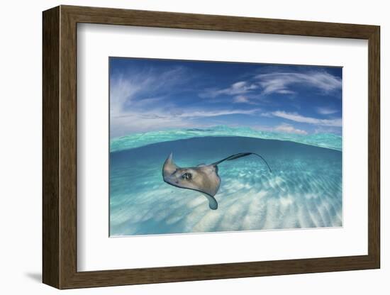 A Split Level Image of Southern Stingray (Dasyatis Americana) Swimming over a Sand Bar-Alex Mustard-Framed Photographic Print