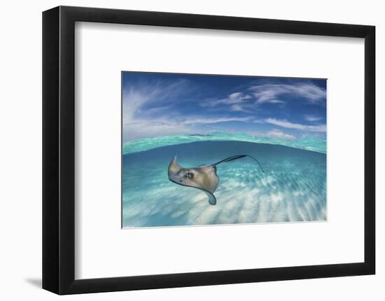 A Split Level Image of Southern Stingray (Dasyatis Americana) Swimming over a Sand Bar-Alex Mustard-Framed Photographic Print