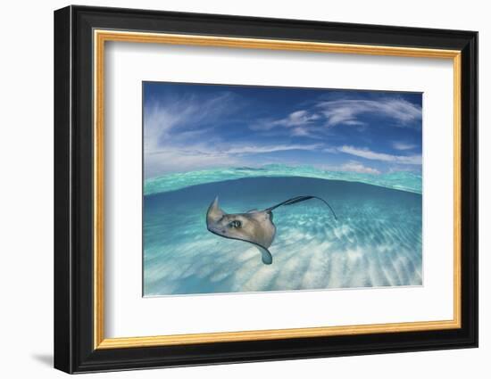 A Split Level Image of Southern Stingray (Dasyatis Americana) Swimming over a Sand Bar-Alex Mustard-Framed Photographic Print