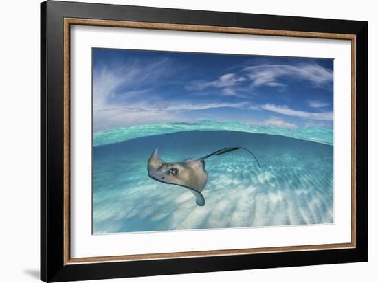 A Split Level Image of Southern Stingray (Dasyatis Americana) Swimming over a Sand Bar-Alex Mustard-Framed Photographic Print