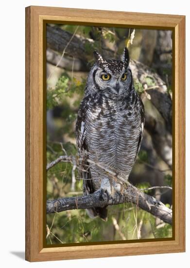 A spotted eagle-owl (Bubo africanus) perching on a tree, Botswana, Africa-Sergio Pitamitz-Framed Premier Image Canvas