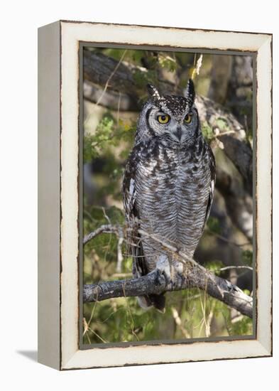 A spotted eagle-owl (Bubo africanus) perching on a tree, Botswana, Africa-Sergio Pitamitz-Framed Premier Image Canvas