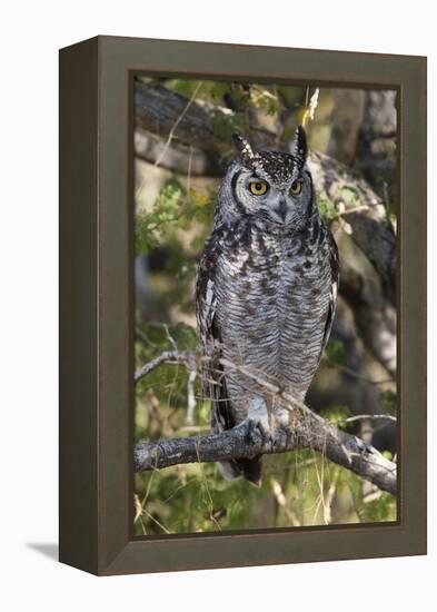 A spotted eagle-owl (Bubo africanus) perching on a tree, Botswana, Africa-Sergio Pitamitz-Framed Premier Image Canvas