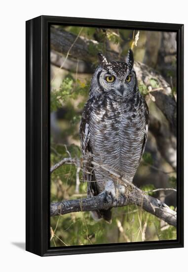 A spotted eagle-owl (Bubo africanus) perching on a tree, Botswana, Africa-Sergio Pitamitz-Framed Premier Image Canvas