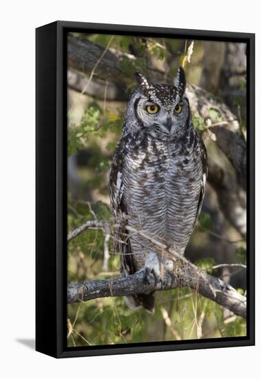 A spotted eagle-owl (Bubo africanus) perching on a tree, Botswana, Africa-Sergio Pitamitz-Framed Premier Image Canvas