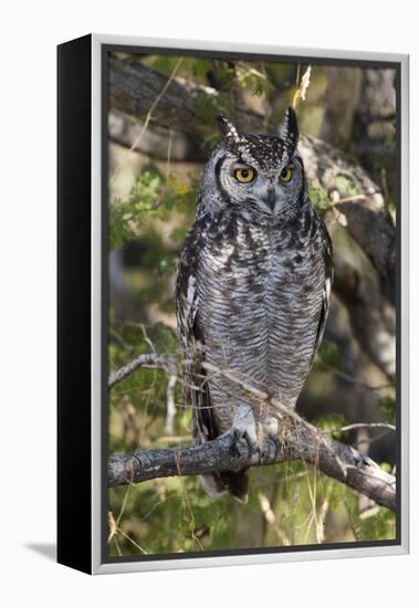 A spotted eagle-owl (Bubo africanus) perching on a tree, Botswana, Africa-Sergio Pitamitz-Framed Premier Image Canvas