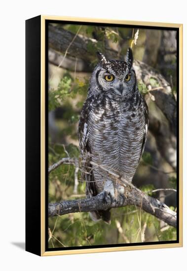A spotted eagle-owl (Bubo africanus) perching on a tree, Botswana, Africa-Sergio Pitamitz-Framed Premier Image Canvas