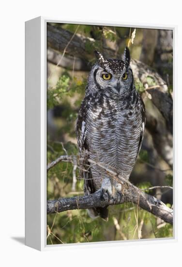 A spotted eagle-owl (Bubo africanus) perching on a tree, Botswana, Africa-Sergio Pitamitz-Framed Premier Image Canvas