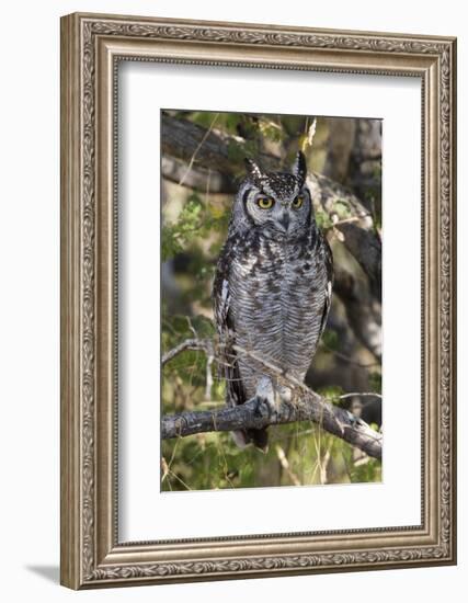 A spotted eagle-owl (Bubo africanus) perching on a tree, Botswana, Africa-Sergio Pitamitz-Framed Photographic Print