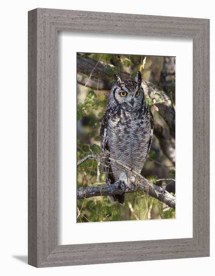 A spotted eagle-owl (Bubo africanus) perching on a tree, Botswana, Africa-Sergio Pitamitz-Framed Photographic Print