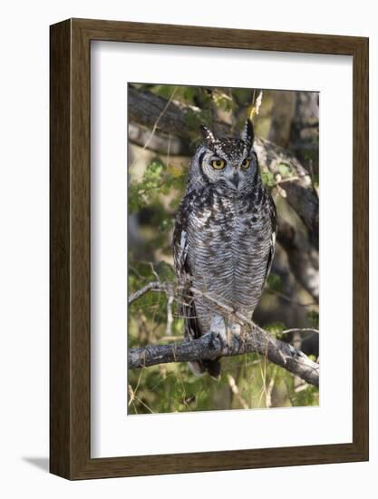 A spotted eagle-owl (Bubo africanus) perching on a tree, Botswana, Africa-Sergio Pitamitz-Framed Photographic Print