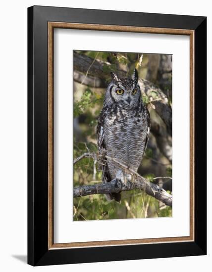 A spotted eagle-owl (Bubo africanus) perching on a tree, Botswana, Africa-Sergio Pitamitz-Framed Photographic Print
