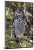 A spotted eagle-owl (Bubo africanus) perching on a tree, Botswana, Africa-Sergio Pitamitz-Mounted Photographic Print