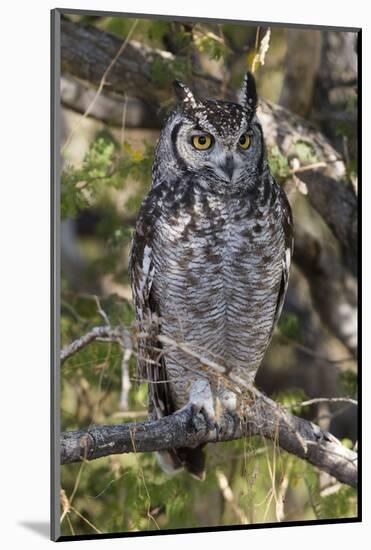 A spotted eagle-owl (Bubo africanus) perching on a tree, Botswana, Africa-Sergio Pitamitz-Mounted Photographic Print