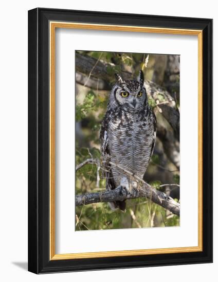 A spotted eagle-owl (Bubo africanus) perching on a tree, Botswana, Africa-Sergio Pitamitz-Framed Photographic Print