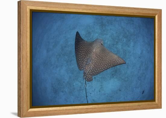 A Spotted Eagle Ray Swims over the Seafloor Near Cocos Island, Costa Rica-Stocktrek Images-Framed Premier Image Canvas