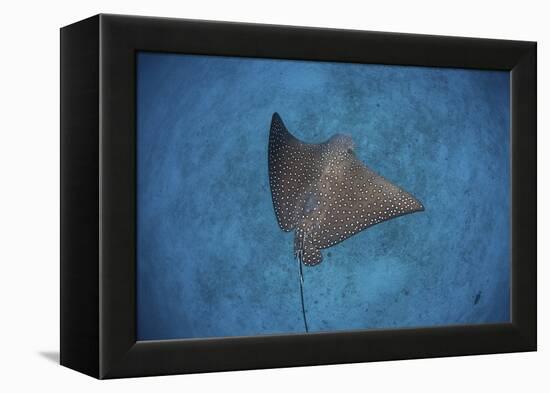 A Spotted Eagle Ray Swims over the Seafloor Near Cocos Island, Costa Rica-Stocktrek Images-Framed Premier Image Canvas