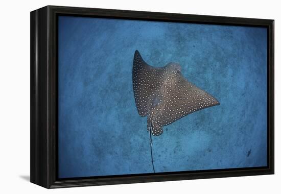 A Spotted Eagle Ray Swims over the Seafloor Near Cocos Island, Costa Rica-Stocktrek Images-Framed Premier Image Canvas