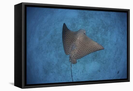 A Spotted Eagle Ray Swims over the Seafloor Near Cocos Island, Costa Rica-Stocktrek Images-Framed Premier Image Canvas