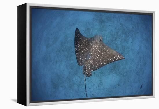 A Spotted Eagle Ray Swims over the Seafloor Near Cocos Island, Costa Rica-Stocktrek Images-Framed Premier Image Canvas