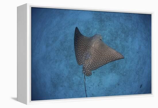 A Spotted Eagle Ray Swims over the Seafloor Near Cocos Island, Costa Rica-Stocktrek Images-Framed Premier Image Canvas