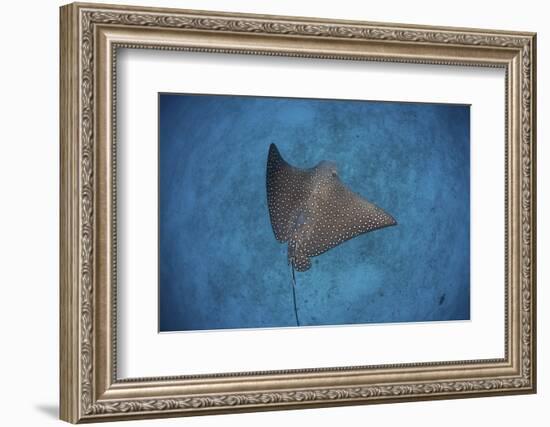 A Spotted Eagle Ray Swims over the Seafloor Near Cocos Island, Costa Rica-Stocktrek Images-Framed Photographic Print