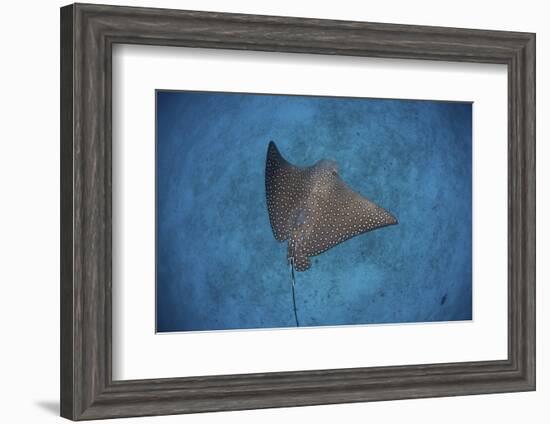 A Spotted Eagle Ray Swims over the Seafloor Near Cocos Island, Costa Rica-Stocktrek Images-Framed Photographic Print