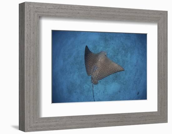 A Spotted Eagle Ray Swims over the Seafloor Near Cocos Island, Costa Rica-Stocktrek Images-Framed Photographic Print