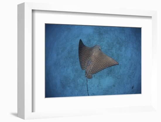 A Spotted Eagle Ray Swims over the Seafloor Near Cocos Island, Costa Rica-Stocktrek Images-Framed Photographic Print