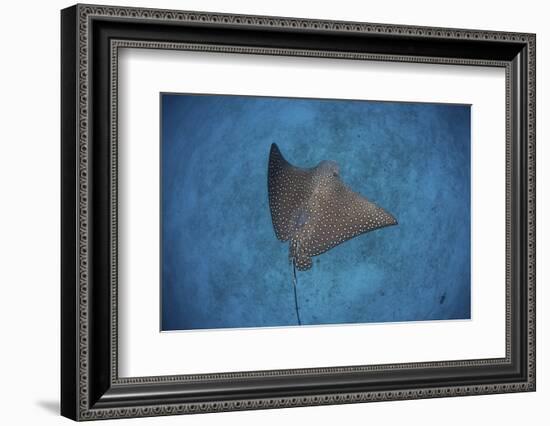 A Spotted Eagle Ray Swims over the Seafloor Near Cocos Island, Costa Rica-Stocktrek Images-Framed Photographic Print