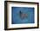 A Spotted Eagle Ray Swims over the Seafloor Near Cocos Island, Costa Rica-Stocktrek Images-Framed Photographic Print