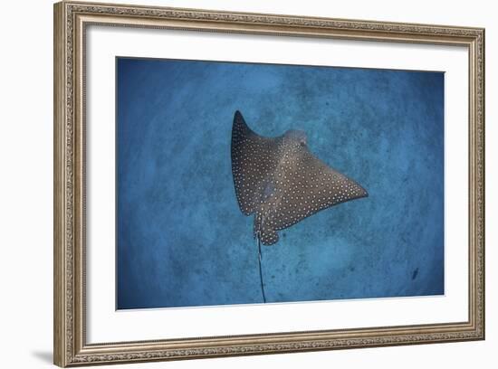 A Spotted Eagle Ray Swims over the Seafloor Near Cocos Island, Costa Rica-Stocktrek Images-Framed Photographic Print