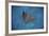 A Spotted Eagle Ray Swims over the Seafloor Near Cocos Island, Costa Rica-Stocktrek Images-Framed Photographic Print