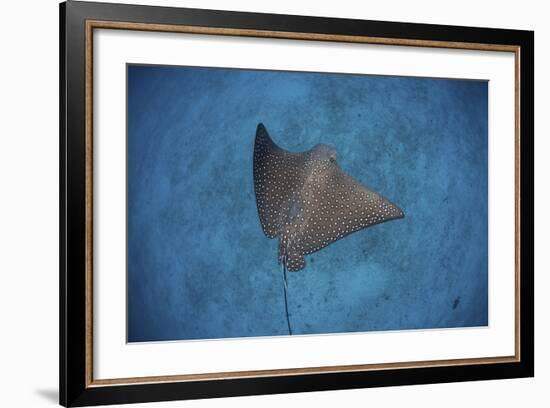 A Spotted Eagle Ray Swims over the Seafloor Near Cocos Island, Costa Rica-Stocktrek Images-Framed Photographic Print