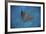 A Spotted Eagle Ray Swims over the Seafloor Near Cocos Island, Costa Rica-Stocktrek Images-Framed Photographic Print