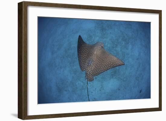 A Spotted Eagle Ray Swims over the Seafloor Near Cocos Island, Costa Rica-Stocktrek Images-Framed Photographic Print