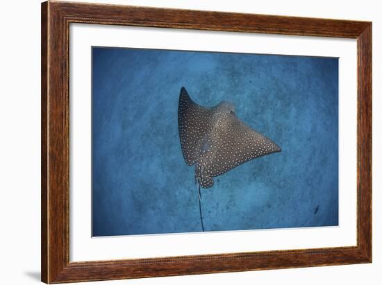 A Spotted Eagle Ray Swims over the Seafloor Near Cocos Island, Costa Rica-Stocktrek Images-Framed Photographic Print