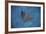 A Spotted Eagle Ray Swims over the Seafloor Near Cocos Island, Costa Rica-Stocktrek Images-Framed Photographic Print