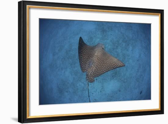 A Spotted Eagle Ray Swims over the Seafloor Near Cocos Island, Costa Rica-Stocktrek Images-Framed Photographic Print