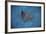 A Spotted Eagle Ray Swims over the Seafloor Near Cocos Island, Costa Rica-Stocktrek Images-Framed Photographic Print