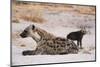 A spotted hyena and cub (Crocuta crocuta) at the den, Khwai Concession, Okavango Delta, Botswana, A-Sergio Pitamitz-Mounted Photographic Print