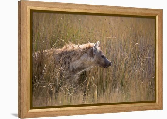 A Spotted Hyena, Crocuta Crocuta, Stalking in Tall Grassland-Alex Saberi-Framed Premier Image Canvas