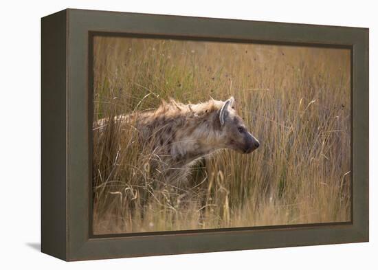 A Spotted Hyena, Crocuta Crocuta, Stalking in Tall Grassland-Alex Saberi-Framed Premier Image Canvas