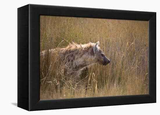 A Spotted Hyena, Crocuta Crocuta, Stalking in Tall Grassland-Alex Saberi-Framed Premier Image Canvas