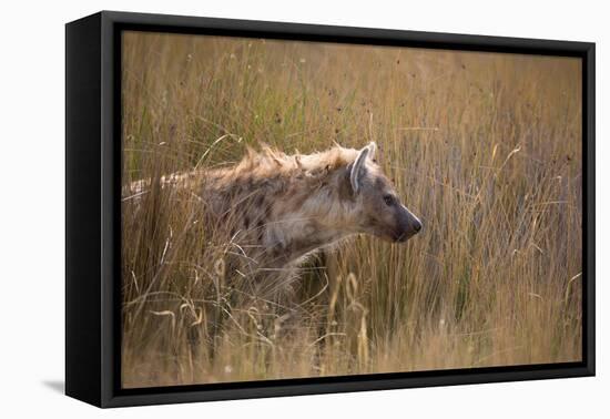 A Spotted Hyena, Crocuta Crocuta, Stalking in Tall Grassland-Alex Saberi-Framed Premier Image Canvas