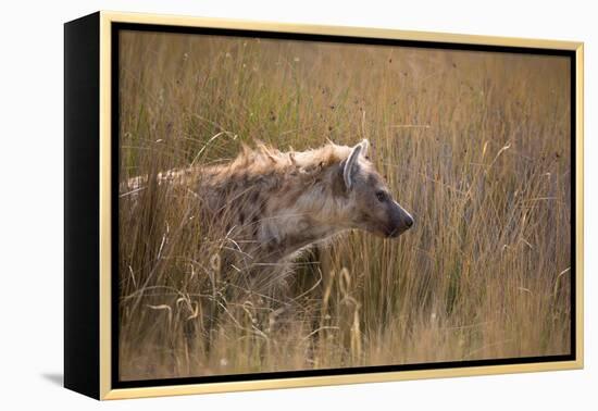 A Spotted Hyena, Crocuta Crocuta, Stalking in Tall Grassland-Alex Saberi-Framed Premier Image Canvas