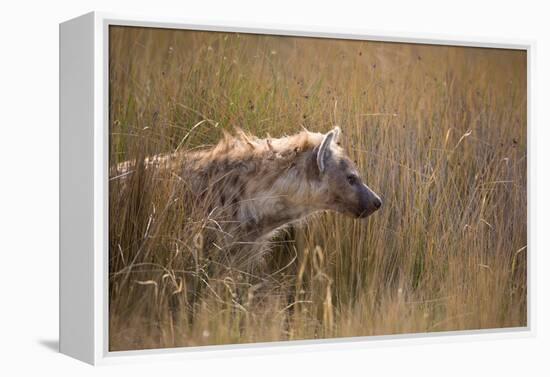 A Spotted Hyena, Crocuta Crocuta, Stalking in Tall Grassland-Alex Saberi-Framed Premier Image Canvas